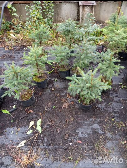 Голубые ели