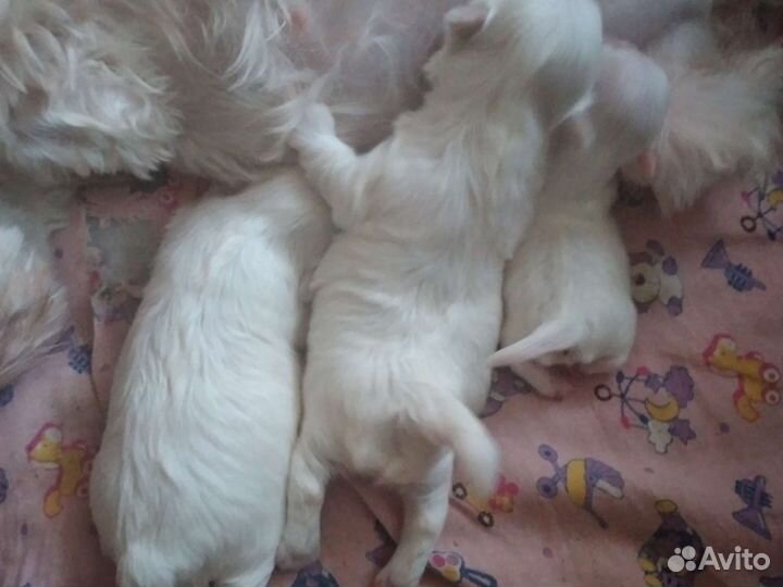 Мальтезе с документами и без док