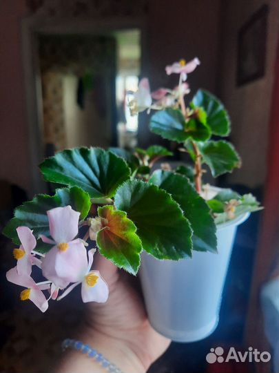 Бегония вечноцветущая