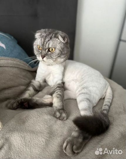 Груминг, стрижка собак и кошек / Экспресс линька