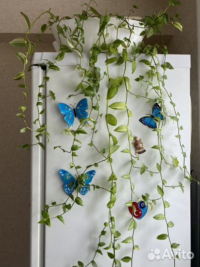 Традесканция (Yellow Hill)