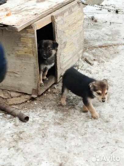 Собака в добрые руки отдам бесплатно