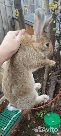 Калифорнийские, фландр кролики