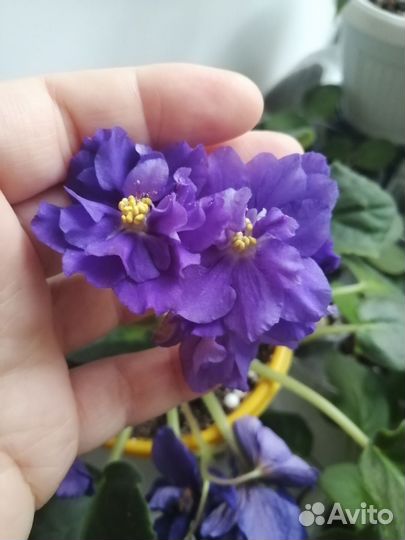 Черенки фиалок