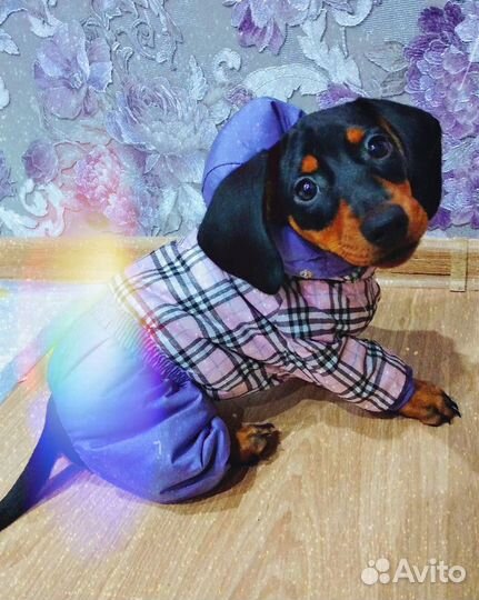 Куртка для щенка