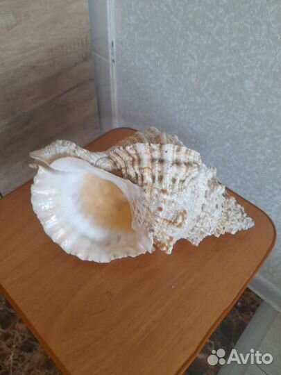 Океанические ракушки