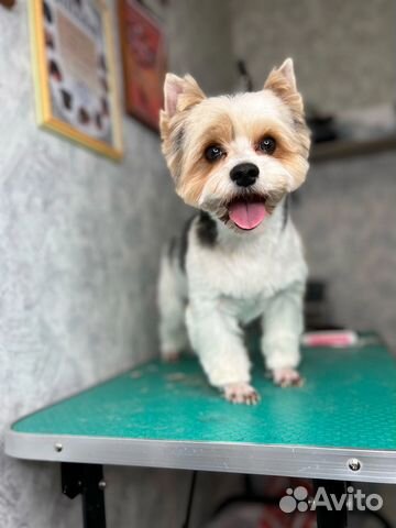 Стрижка собак 