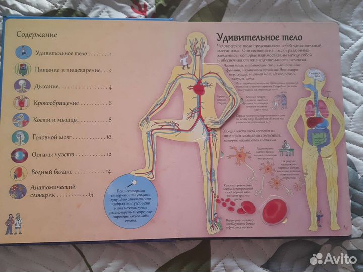 Детская энциклопедия про тело человека