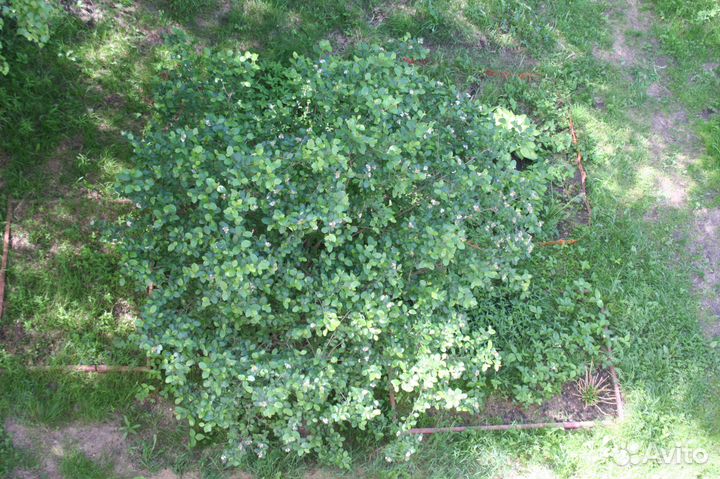 Черноплодная рябина - арония (живая изгородь)