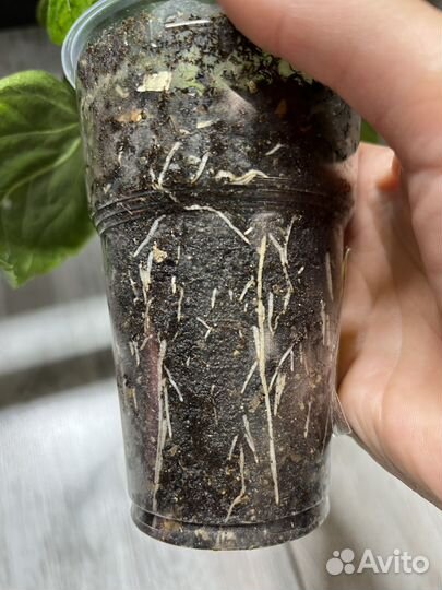 Сортовые гибискусы