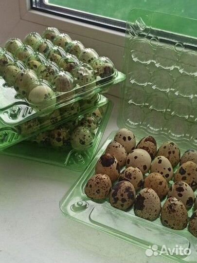 Яйца перепелиные домашние