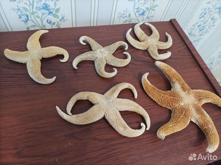 Морская звезда