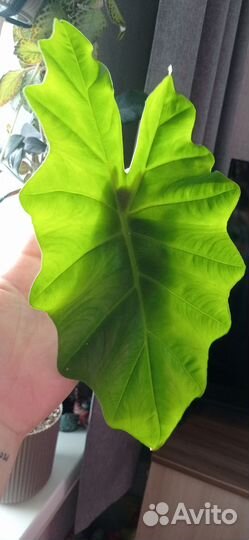 Алоказия Партодора