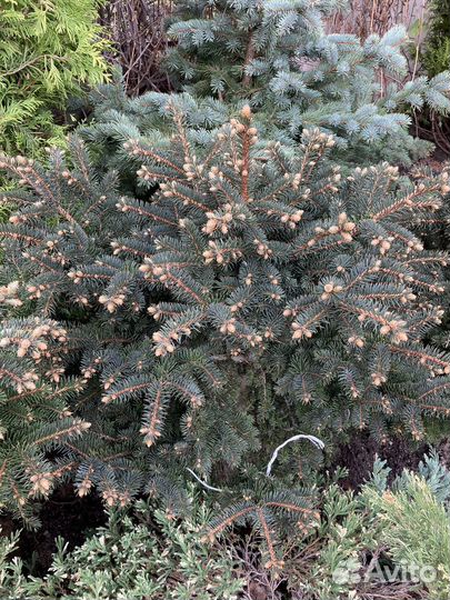 Ель глаука глобоза из питомника