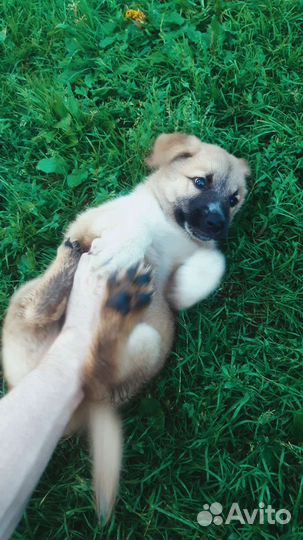 Щенок в добрые руки бесплатно мальчик