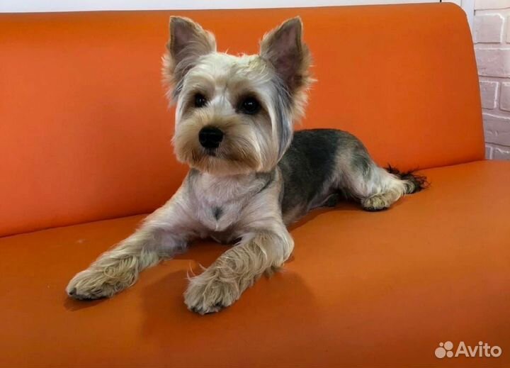 Модель на груминг