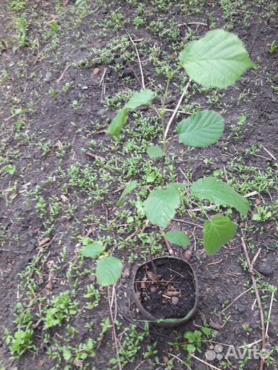 Орех лещина сортовая