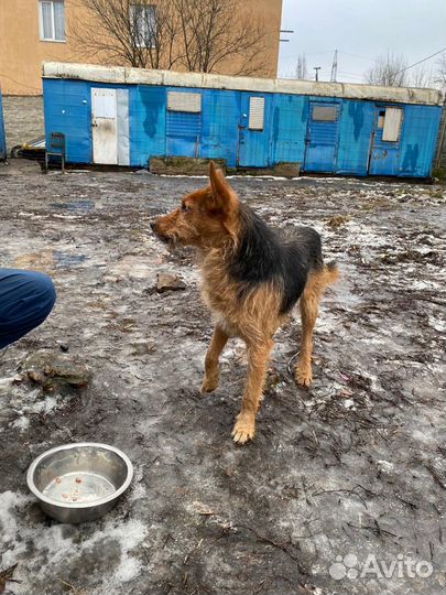 Оззи ищет дом