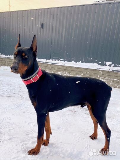 Доберман вязка