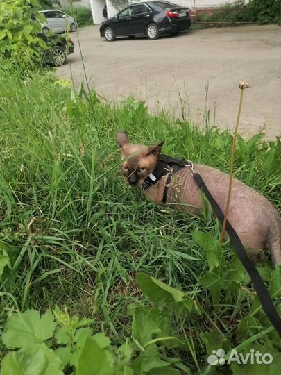 Кот бесплатно