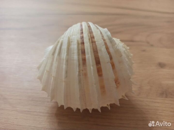 Морская раковина