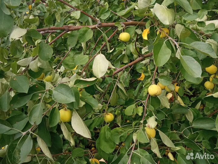 Ранет красный