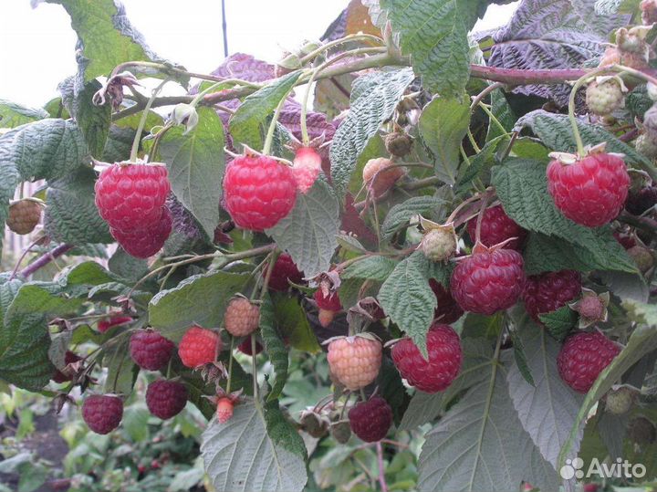 Саженцы малины