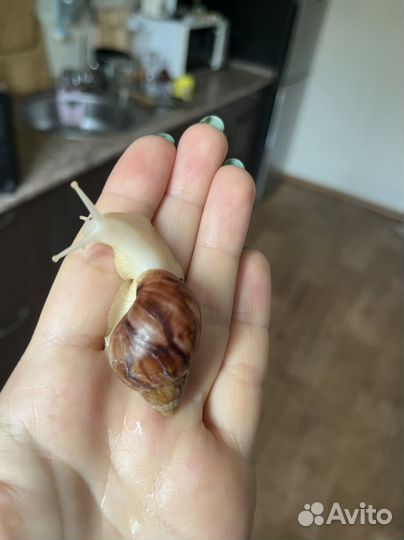 Улитки ахатины