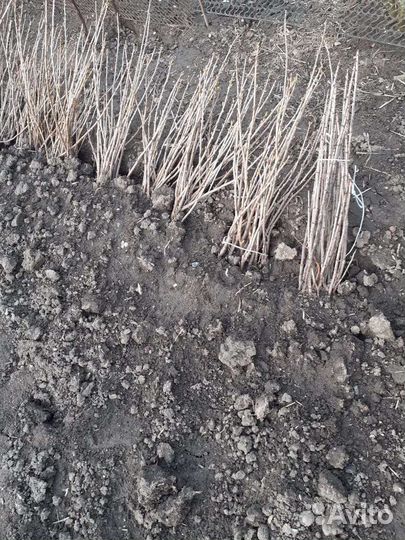 Саженцы смородины красной и черной