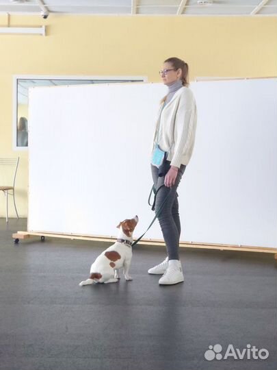 Дрессировка, воспитание коррекция поведения собак