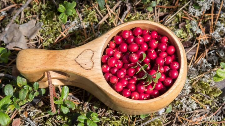 Брусника, клюква свежая лесная ягода