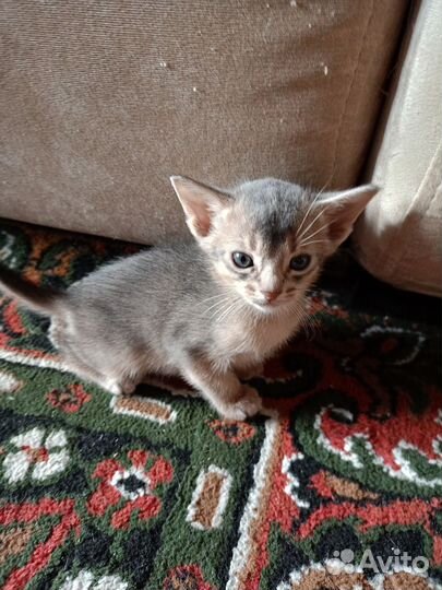 Абиссинские котята