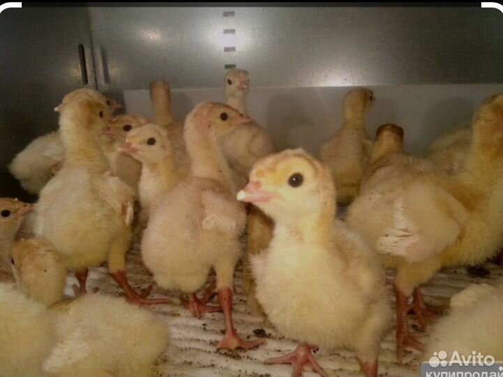 Ндюки Хайбридт конвертер (Канада)