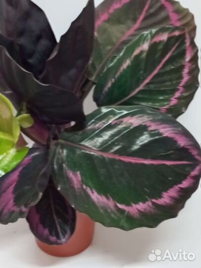 Калатея сюрприз стар