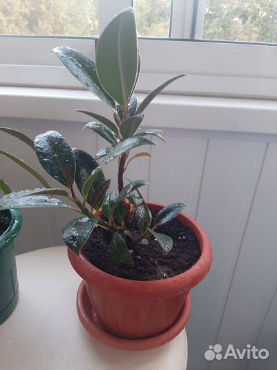 Фикус Мелани