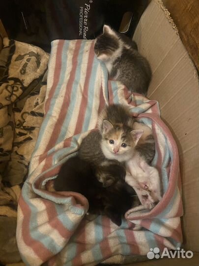 Отдаю котят