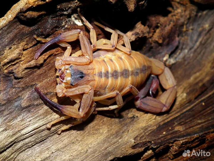 Скорпионы titius stigmurus