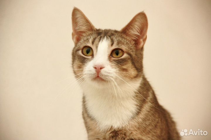 Мышка Малышка