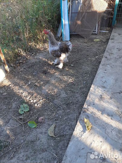 Петухи Брама