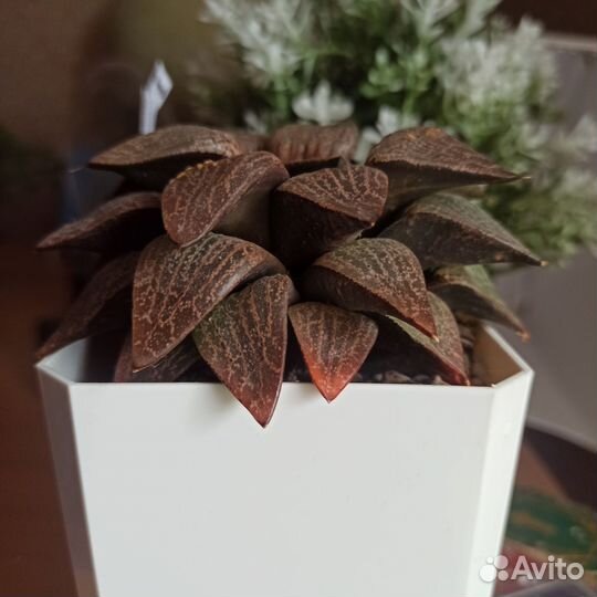 Хавортия комптониана гибрид. Отправлю почтой