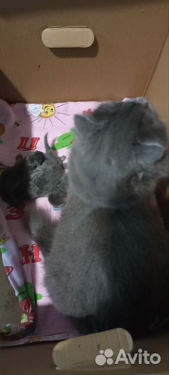 Котята