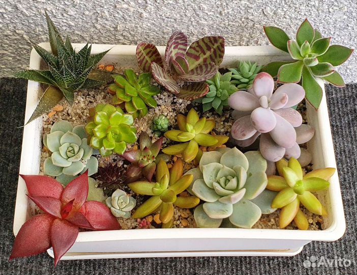 Суккуленты