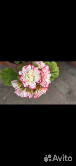 Герань пеларгония цветущее растение