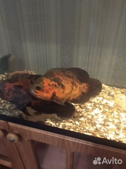 Аквариум в сборе