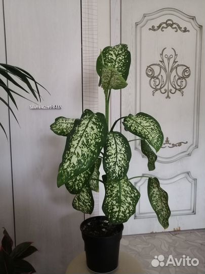 Диффинбахия