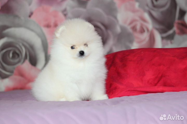 Белый малыш РКФ