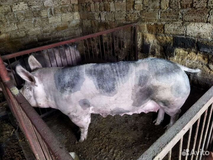 Свиноматка и хряк