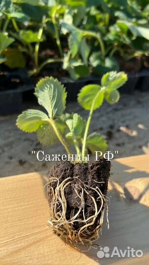 Саженцы клубники опт/розница
