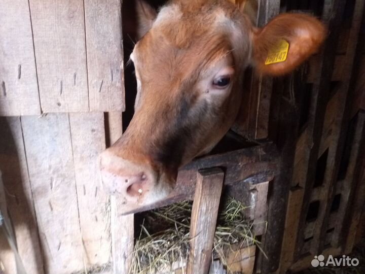 Корова дойная