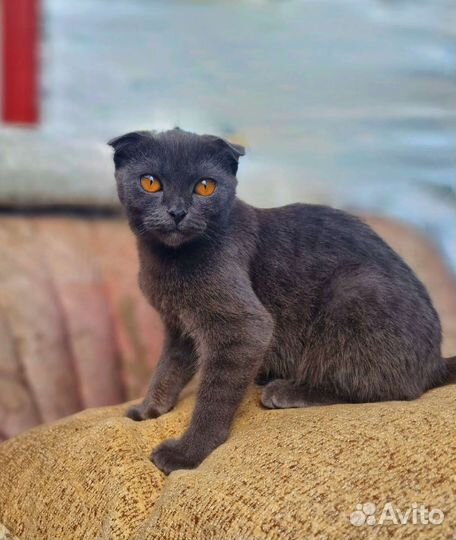 Шотландец с космическими глазами котенок ищет дом